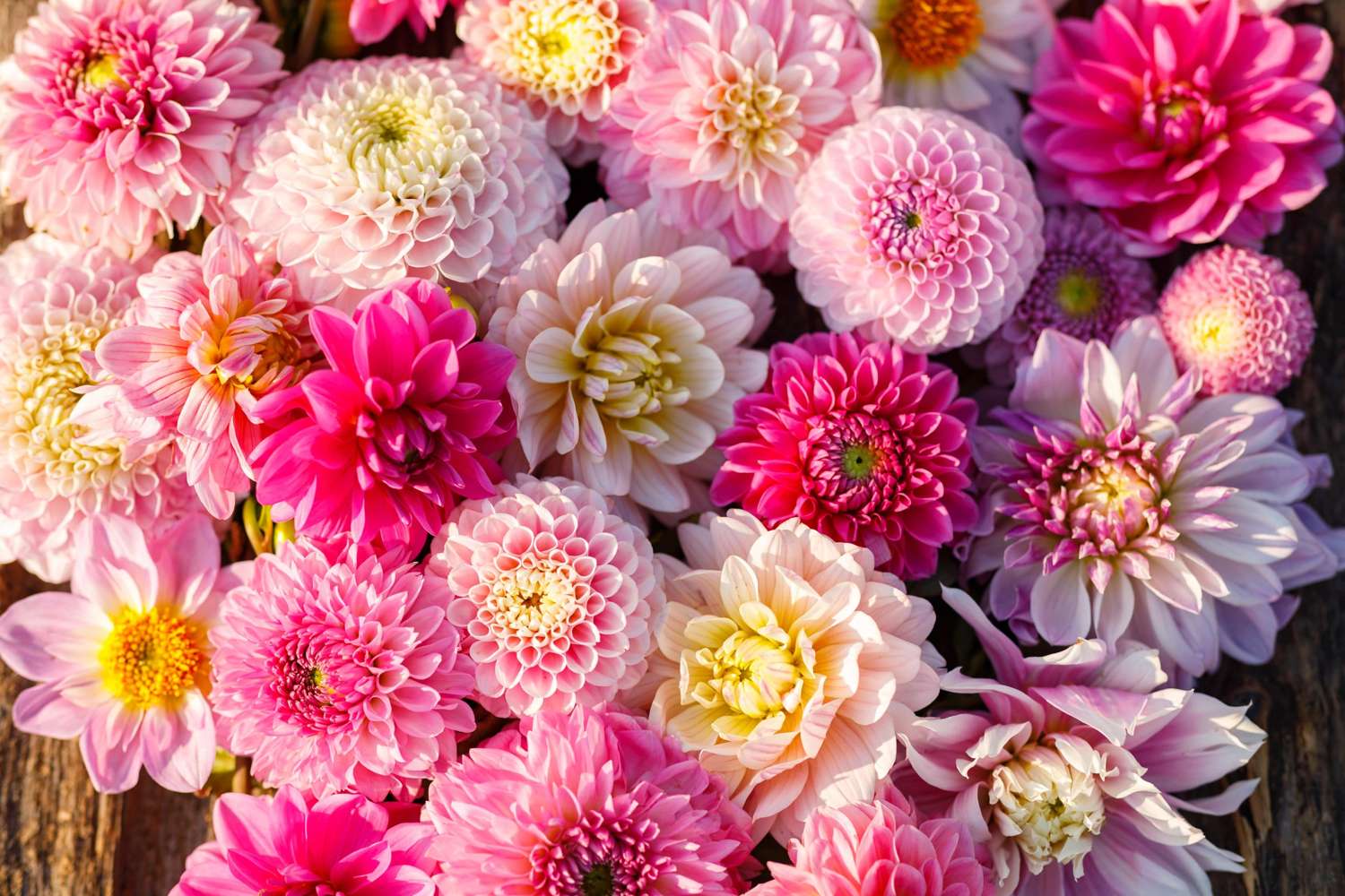Dahliamix 'Shirley'
